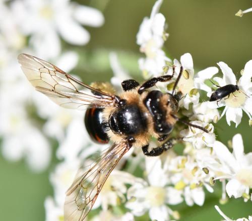 Andrena rosae
